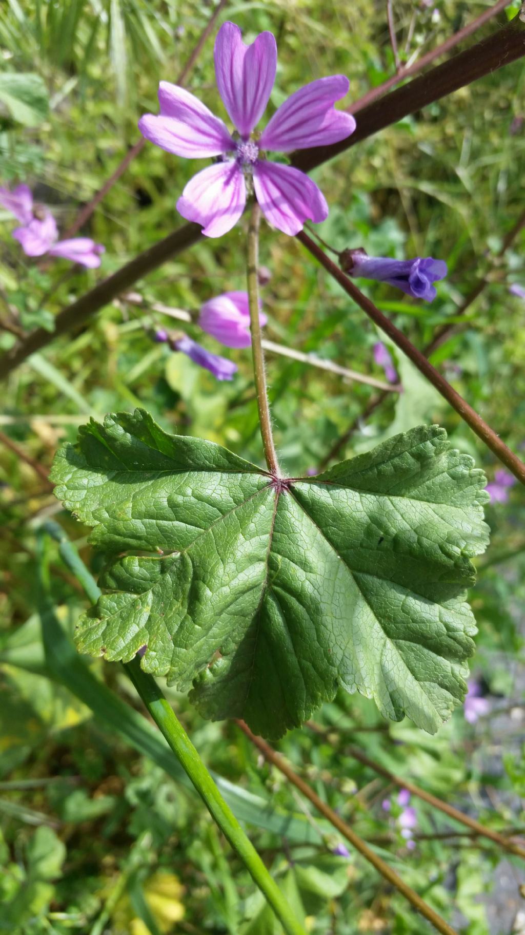 Malva sylvestris  (Malvaceae)